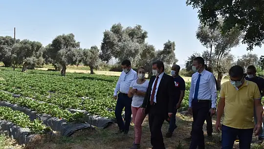 Vali Tavlı, tarım üreticilerini ziyaret etti