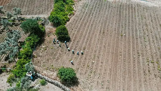 Bodrum Belediyesi'nin tarımsal kalkınma hamlesi adım adım hayata geçiriliyor