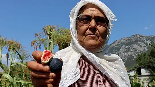 Fethiye ve Seydikemer'de Üstün İncir Tipleri Belirleniyor