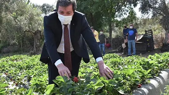 Vali Tavlı, tarım üreticilerini ziyaret etti