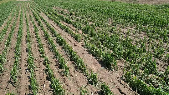 Tarımsal Hasar Tespitleri Yapıldı