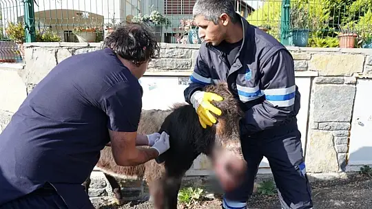 'Lodos' yeni yuvasında 