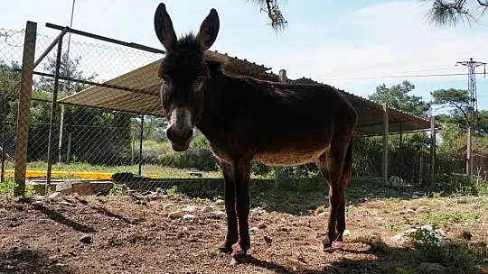 'Lodos' yeni yuvasında 