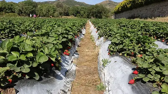 Üreticinin elinde kalan ürünler vatandaşlara dağıtılıyor