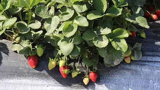 Üreticinin elinde kalan ürünler vatandaşlara dağıtılıyor