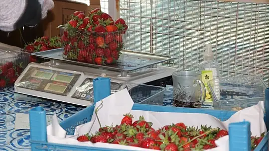 Üreticinin elinde kalan ürünler vatandaşlara dağıtılıyor