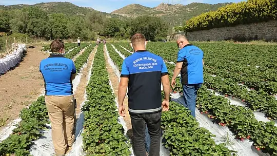 Üreticinin elinde kalan ürünler vatandaşlara dağıtılıyor