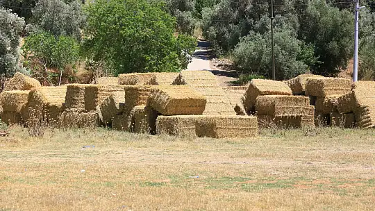 Büyükşehir'den 700 Üreticiye 3 Milyon TL Değerinde Kaba Yem Desteği