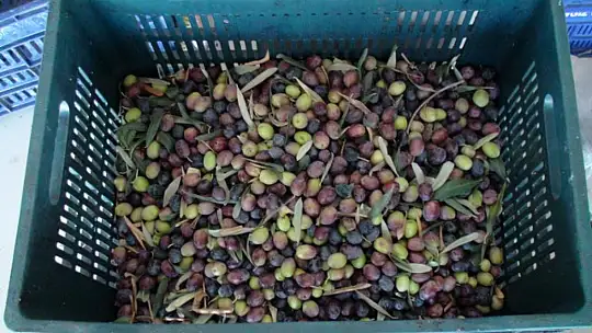 BU SENENİN İNCİSİ SİYAH ZEYTİN