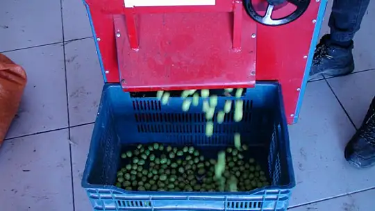 BU SENENİN İNCİSİ SİYAH ZEYTİN