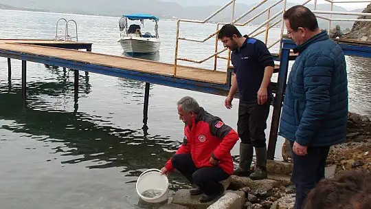 DÜNYA BALIKÇILIK GÜNÜ'NDE 30 BİN YAVRU ÇUPRA DENİZLE BULUŞTU