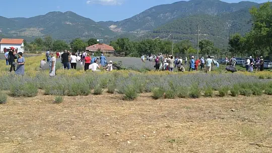 Fethiye'nin Koku Vadisi'nde ilk hasat