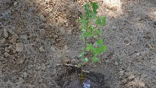 Büyük Samanlık Plajı'nda ağaç dikim etkinliği