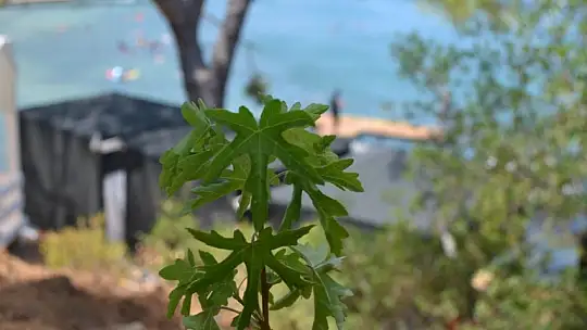 Büyük Samanlık Plajı'nda ağaç dikim etkinliği