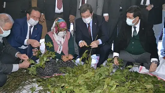 Fethiye'de Endemik Bitkiler Müzesi kurulacak