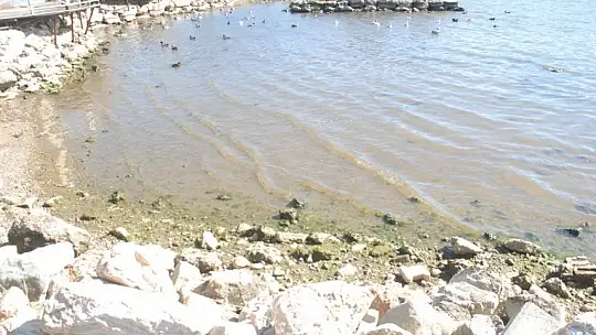 Yabani hayat şehrin içinde