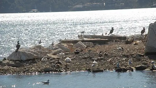 Yabani hayat şehrin içinde