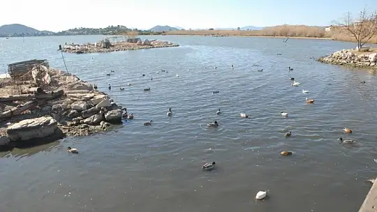 Yabani hayat şehrin içinde