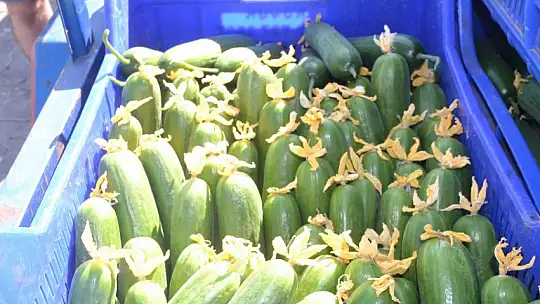 Çiftçi Selçuk Gebeş, 'Artık çiftçi son nefesinde, çiftçilik ölüyor'