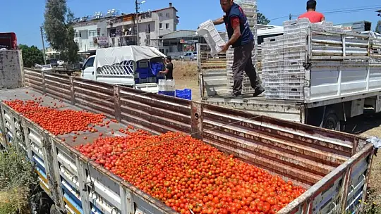 Domatesin kasası 1 TL