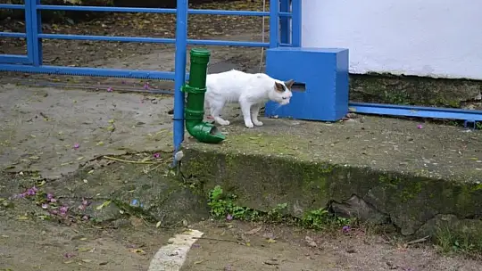 Su borusundan mama kabı