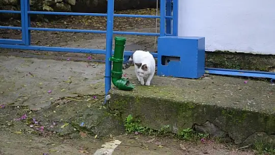 Su borusundan mama kabı