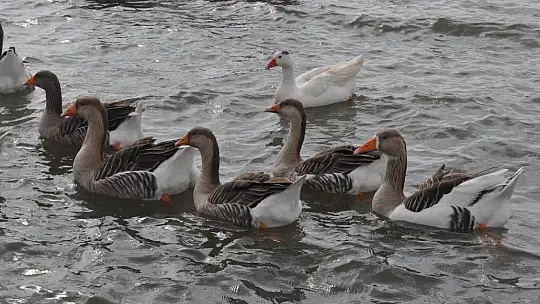 Fethiye Ördek Adası'nda Renkli Görüntüler
