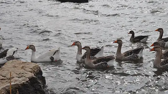 Fethiye Ördek Adası'nda Renkli Görüntüler