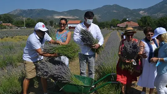 Fethiye'nin Koku Vadisi'nde ilk hasat