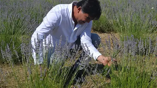 Fethiye'nin Koku Vadisi'nde ilk hasat