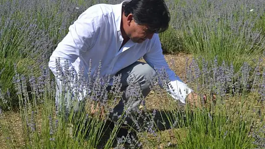Fethiye'nin Koku Vadisi'nde ilk hasat