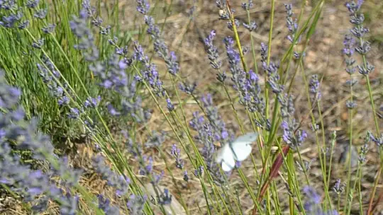 Fethiye'nin Koku Vadisi'nde ilk hasat