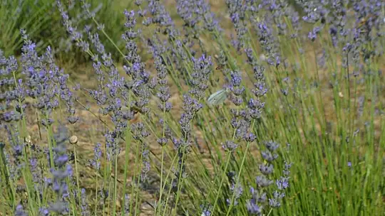 Fethiye'nin Koku Vadisi'nde ilk hasat
