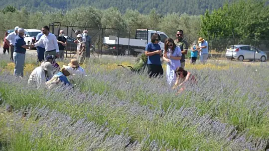 Fethiye'nin Koku Vadisi'nde ilk hasat