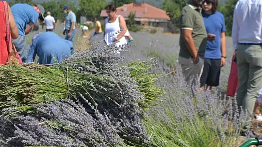 Fethiye'nin Koku Vadisi'nde ilk hasat