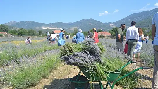 Fethiye'nin Koku Vadisi'nde ilk hasat