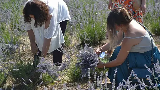 Fethiye'nin Koku Vadisi'nde ilk hasat