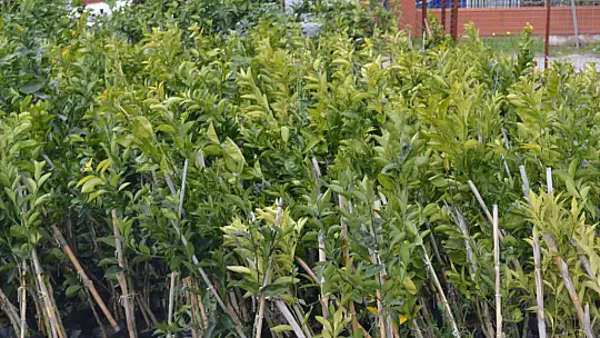 Saylak'tan Birlik Mesajı