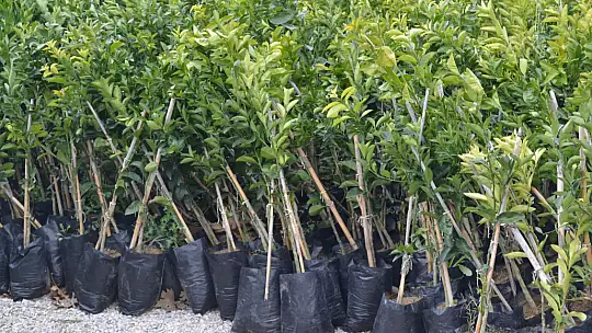 Saylak'tan Birlik Mesajı