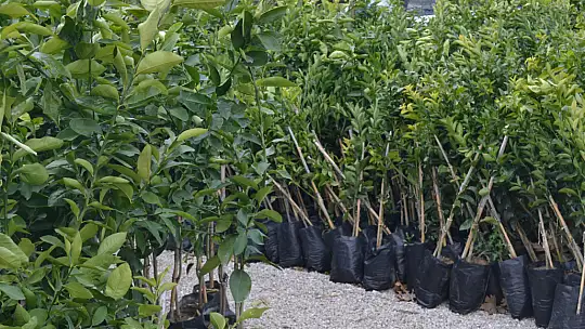 Saylak'tan Birlik Mesajı