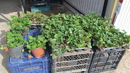 Çilek geçen yılın fiyatları ile satılıyor 