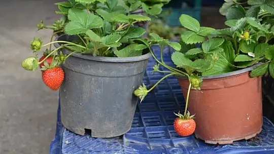Çilek geçen yılın fiyatları ile satılıyor 