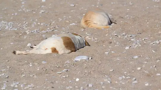 Ocak ayında denize girdiler