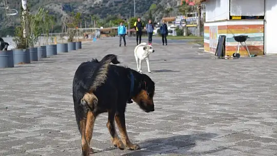 'Almanya'ya göre daha geniş bir yaşam var'