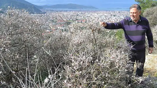 Fethiye'de bademler çiçek açtı