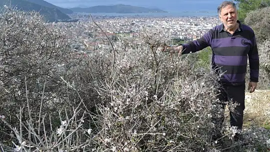 Fethiye'de bademler çiçek açtı