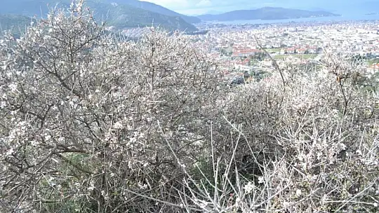 Fethiye'de bademler çiçek açtı