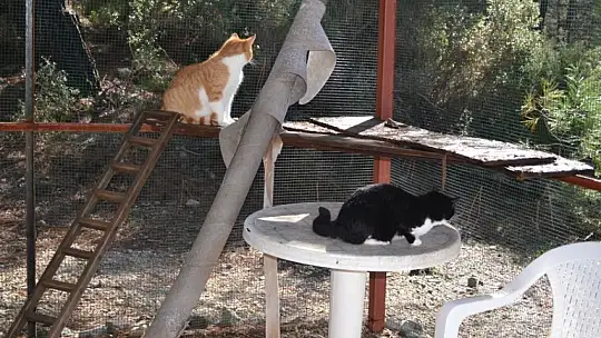 Gönüllülerden örnek davranış