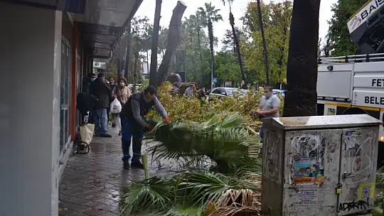 Yağmur altında budama çalışması yapıldı