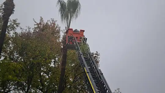 Yağmur altında budama çalışması yapıldı
